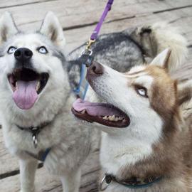Dogtrekking Wochen