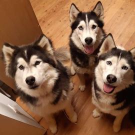 Dogtrekking Wochen