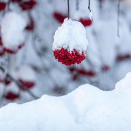 Winter
