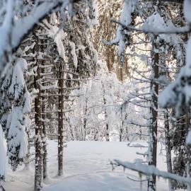 Winter