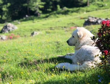 Vacanze con il cane qui da noi all’Hotel Martellerhof