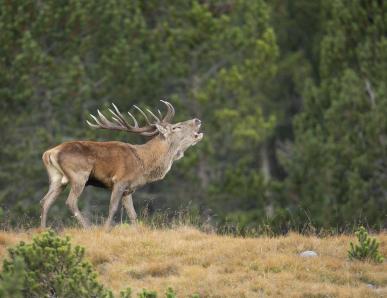 Wandern im Martelltal