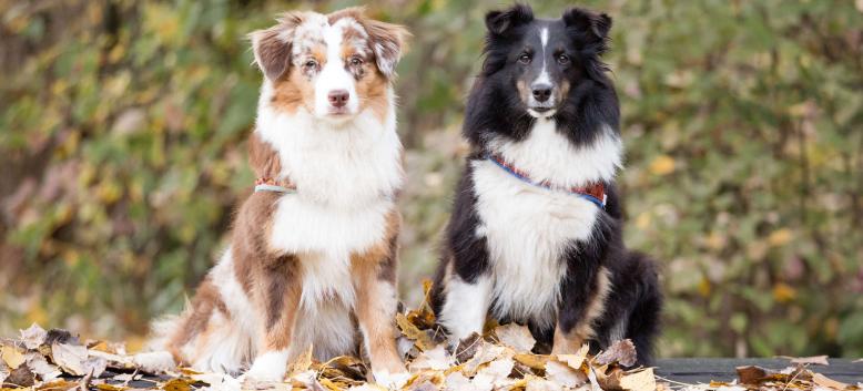 Freundschaft – Hundewochen Freundschaft – Hundewochen