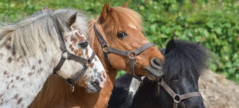 Happy Pony! Happy Pony!